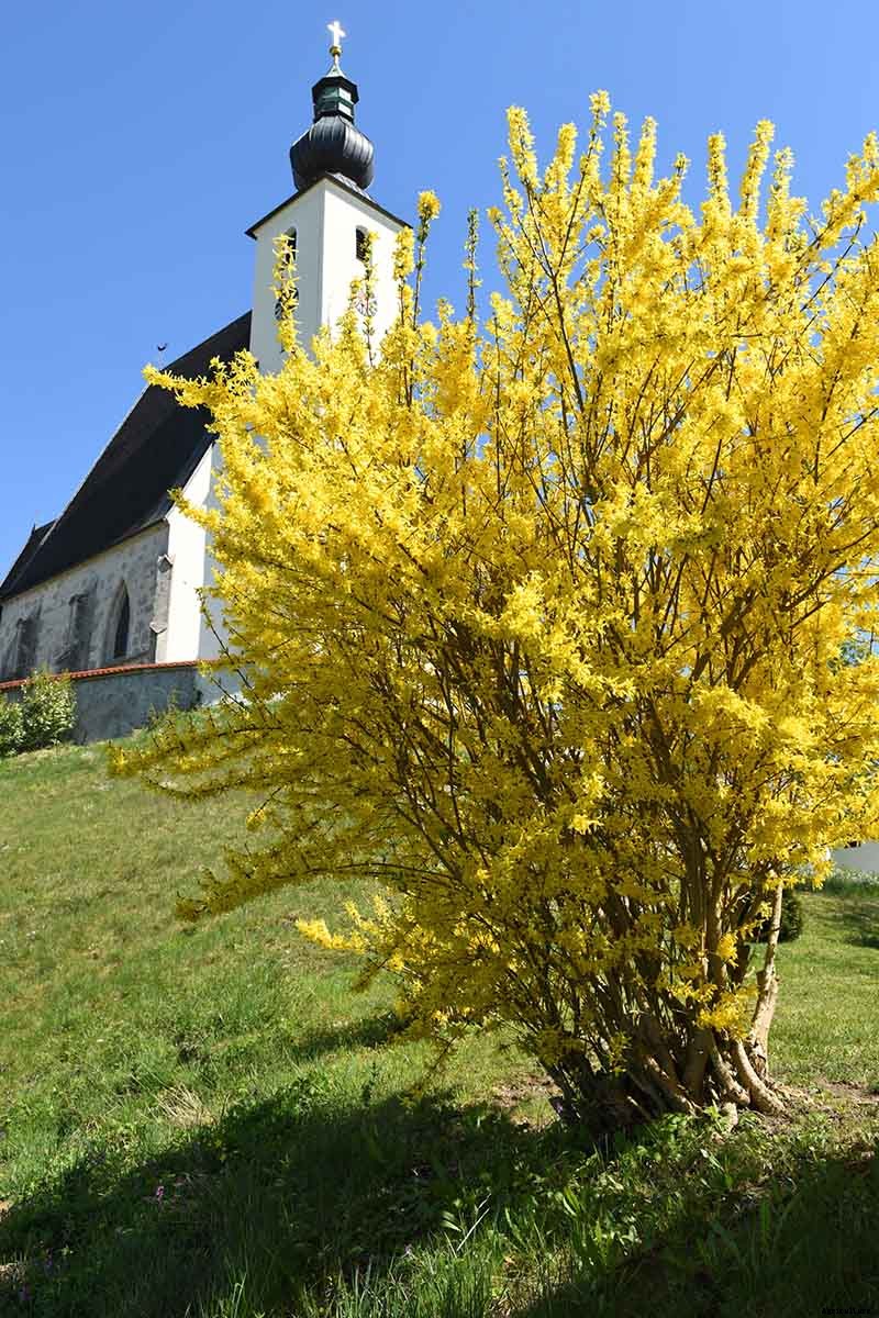 How to Grow and Care for Forsythia