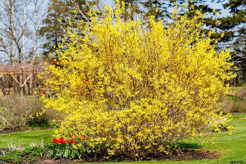 How to Grow and Care for Forsythia