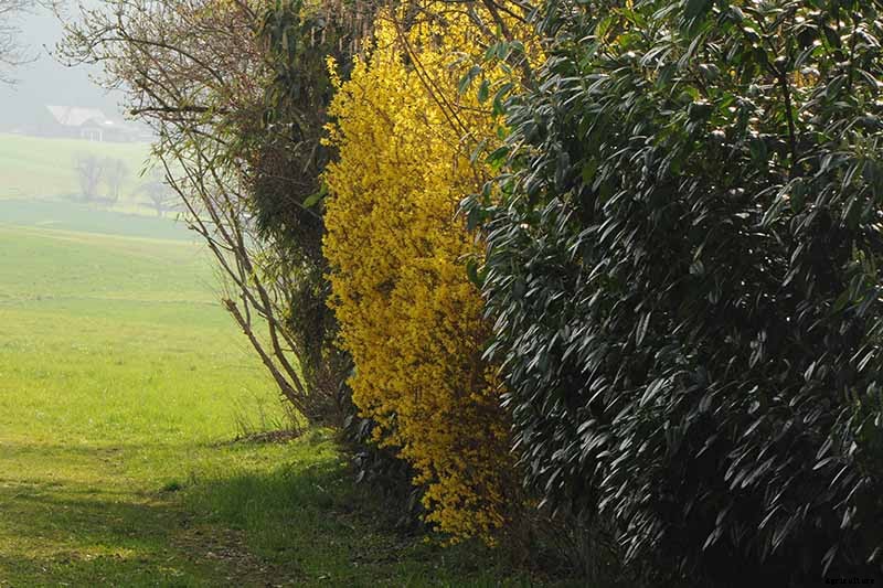 How to Grow and Care for Forsythia