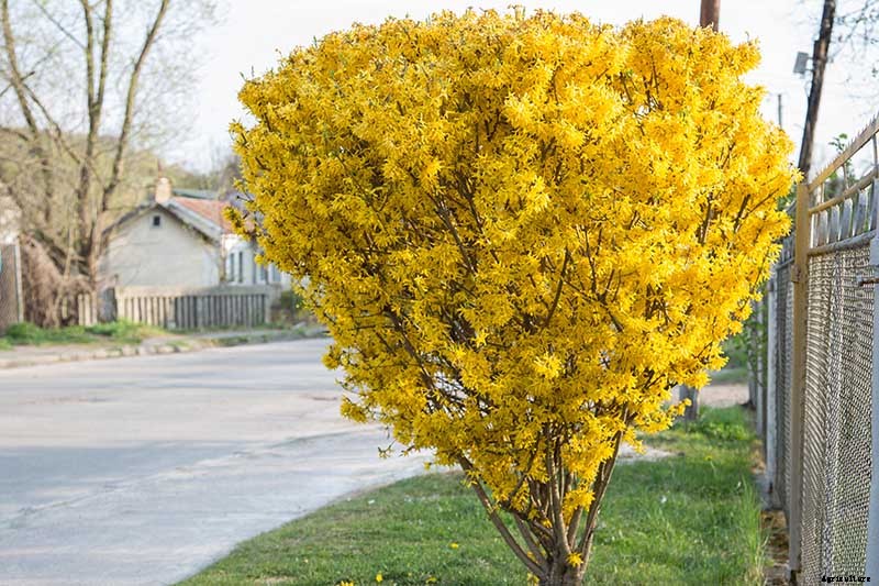 How to Grow and Care for Forsythia