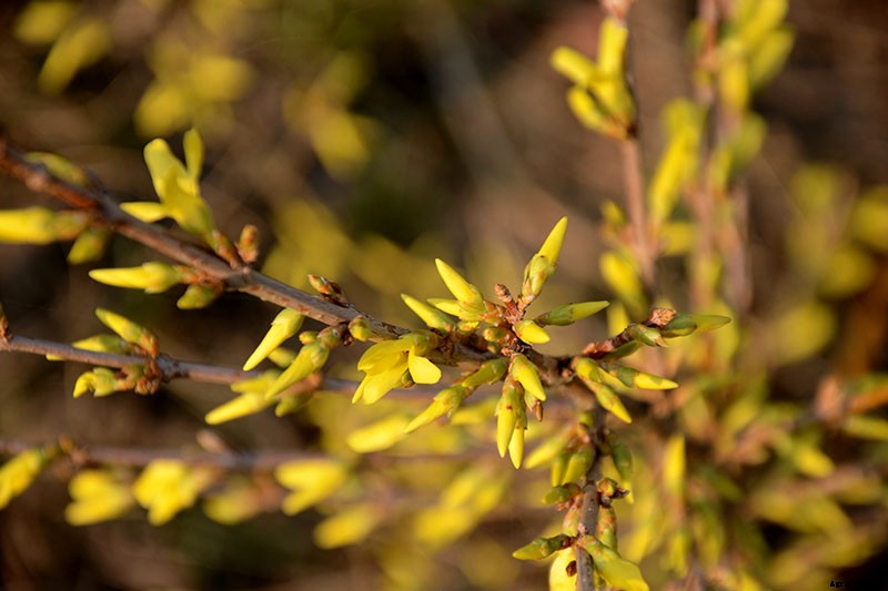 How to Grow and Care for Forsythia