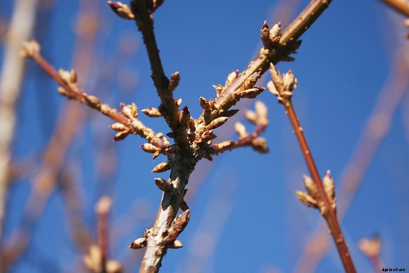 How to Grow and Care for Forsythia