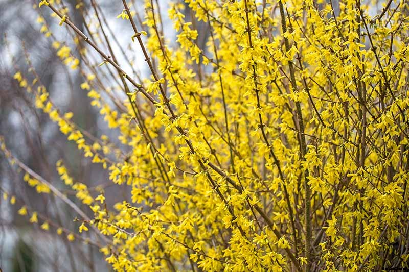 How to Grow and Care for Forsythia