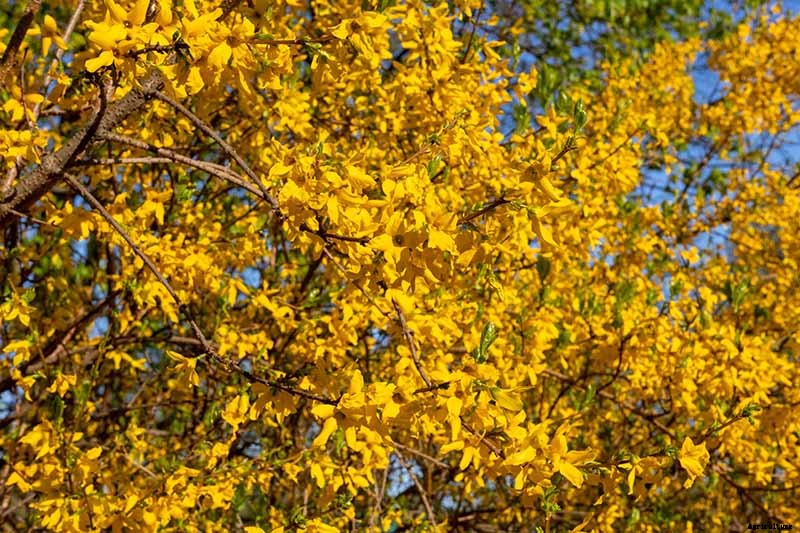 How to Grow and Care for Forsythia