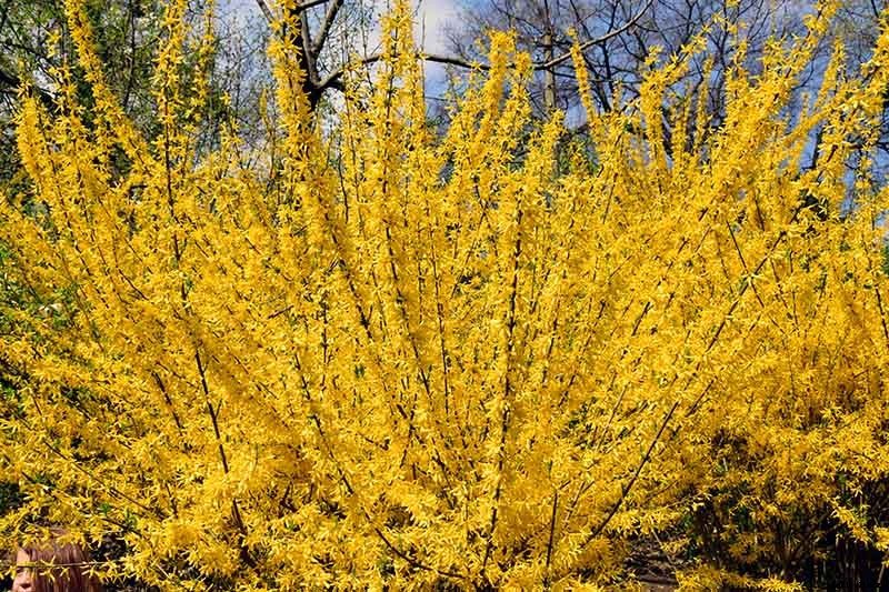 How to Grow and Care for Forsythia