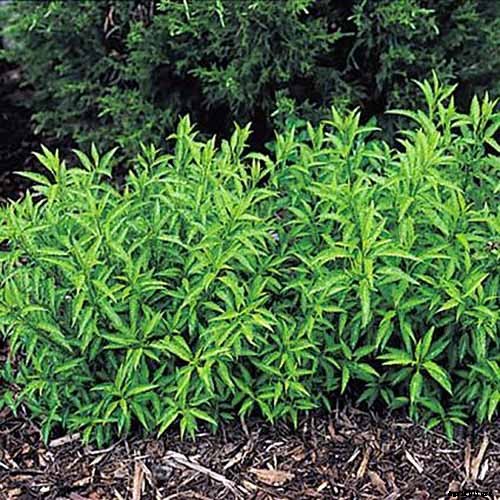 How to Grow and Care for Forsythia