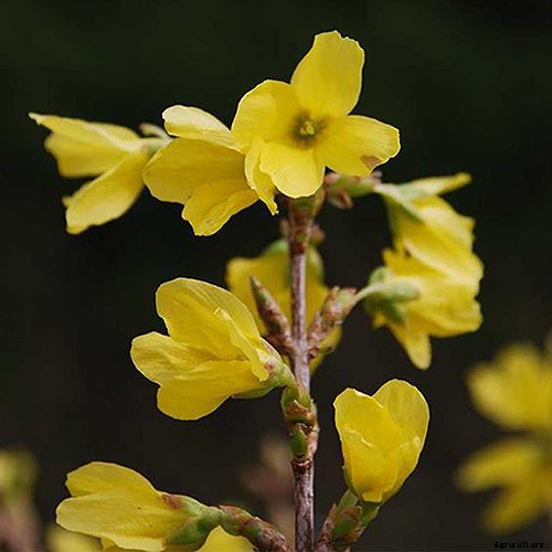 How to Grow and Care for Forsythia