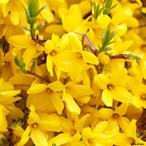 How to Grow and Care for Forsythia