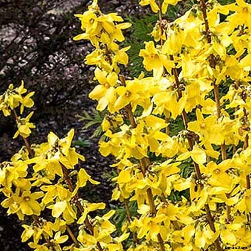 How to Grow and Care for Forsythia