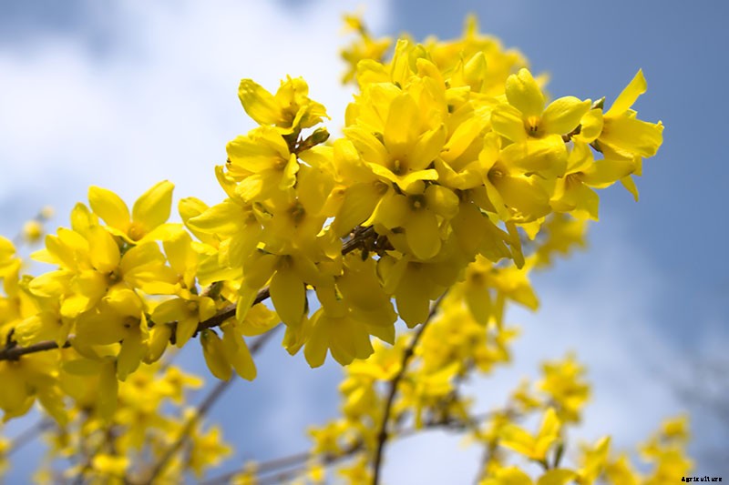 How to Grow and Care for Forsythia
