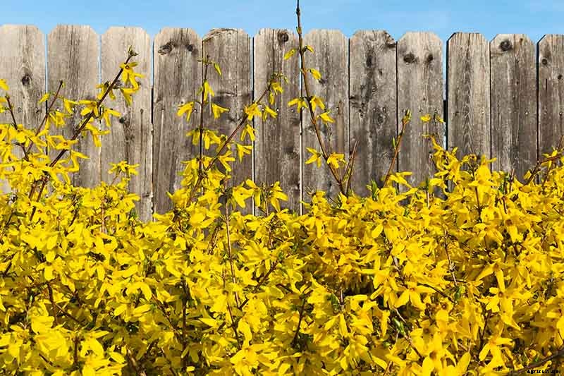 How to Grow and Care for Forsythia