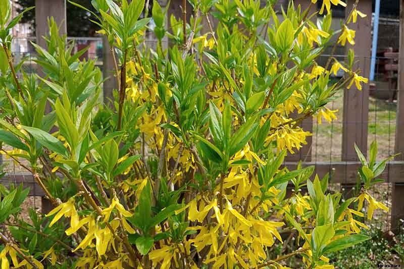 How to Grow and Care for Forsythia