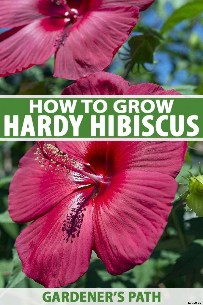 How to Grow and Care for Hardy Hibiscus