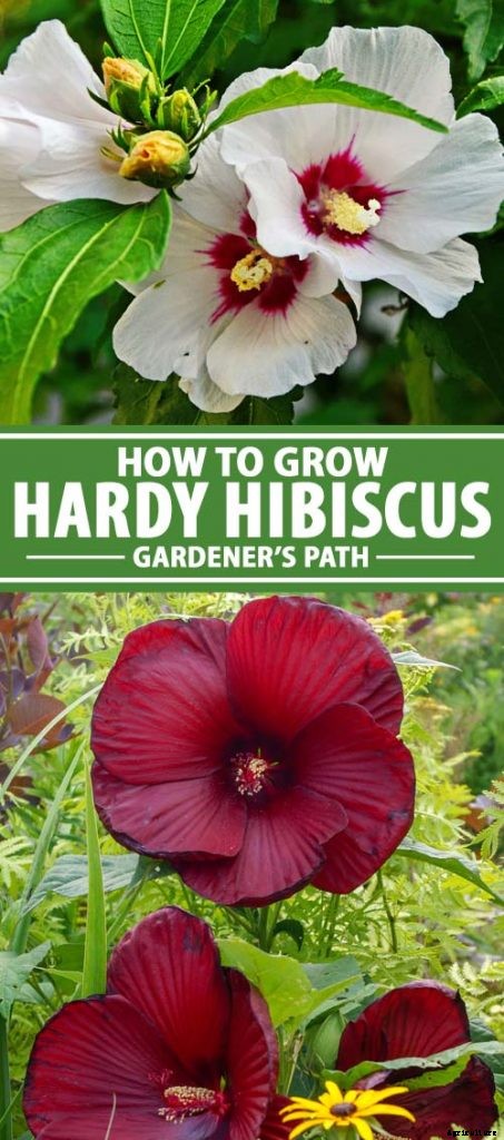 How to Grow and Care for Hardy Hibiscus
