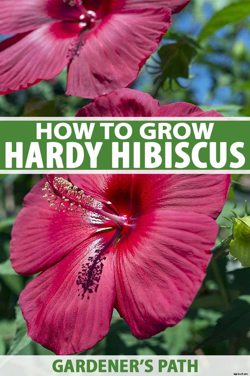 How to Grow and Care for Hardy Hibiscus