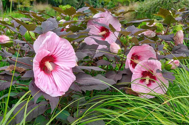How to Grow and Care for Hardy Hibiscus