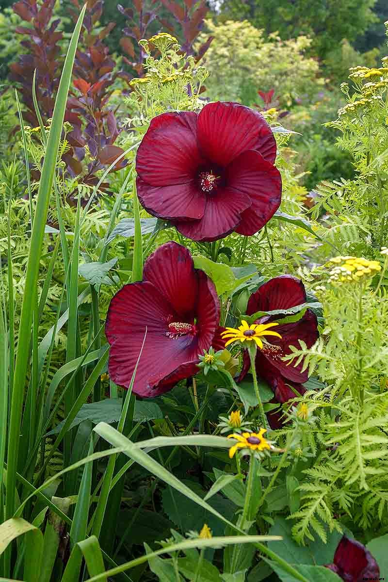 How to Grow and Care for Hardy Hibiscus