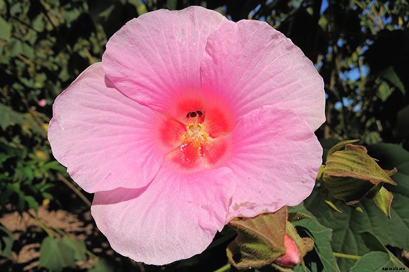 How to Grow and Care for Hardy Hibiscus