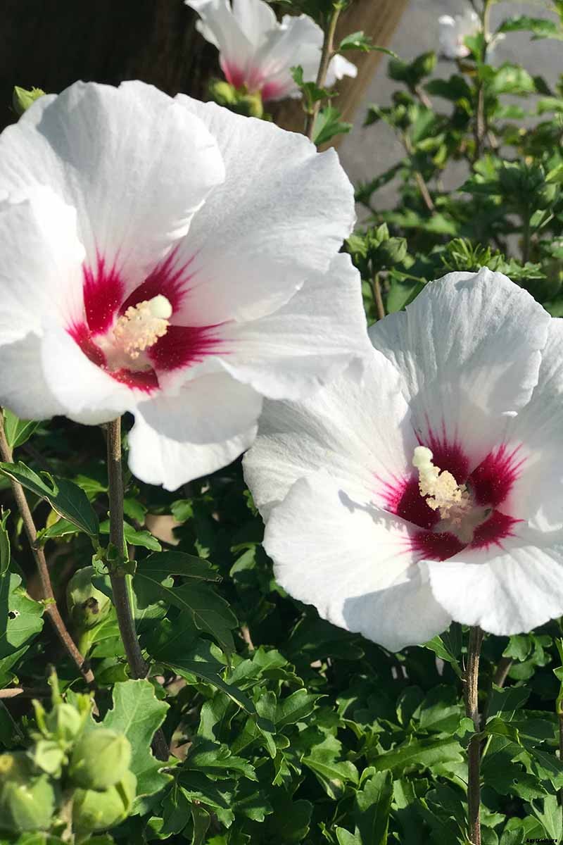 How to Grow and Care for Hardy Hibiscus