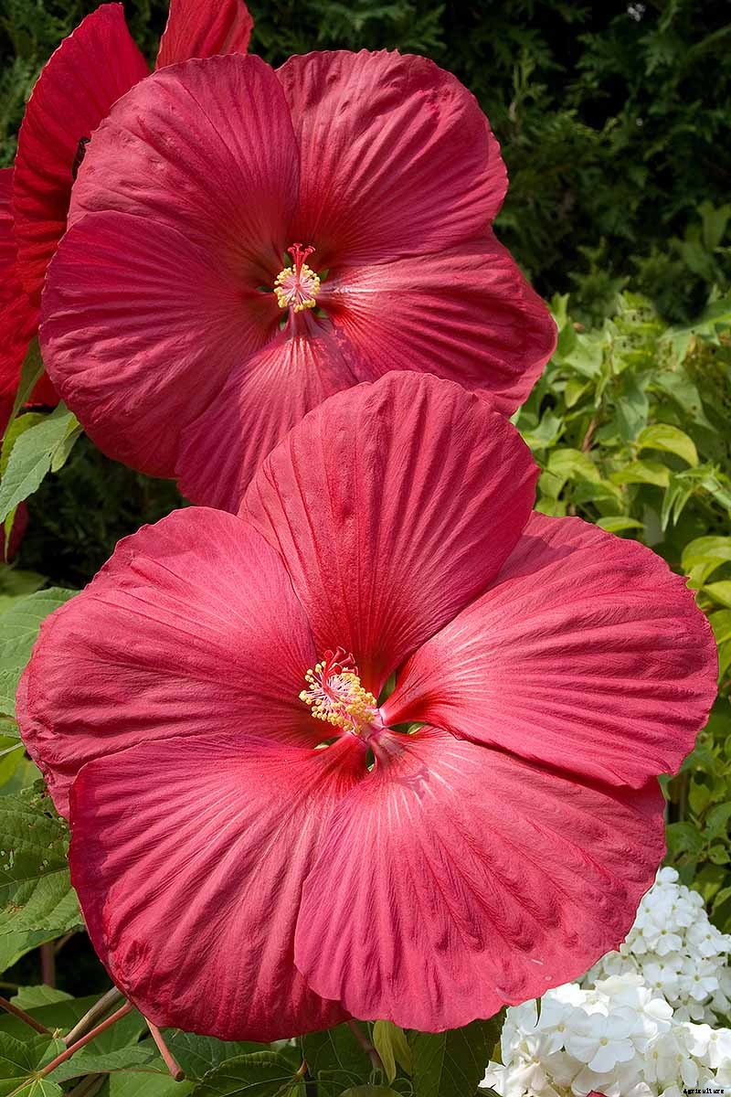 How to Grow and Care for Hardy Hibiscus