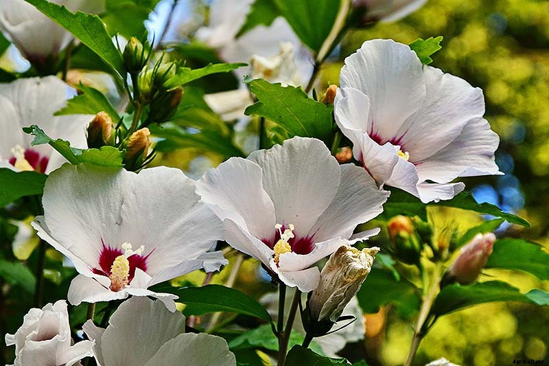 How to Grow and Care for Hardy Hibiscus