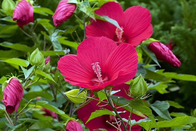 How to Grow and Care for Hardy Hibiscus