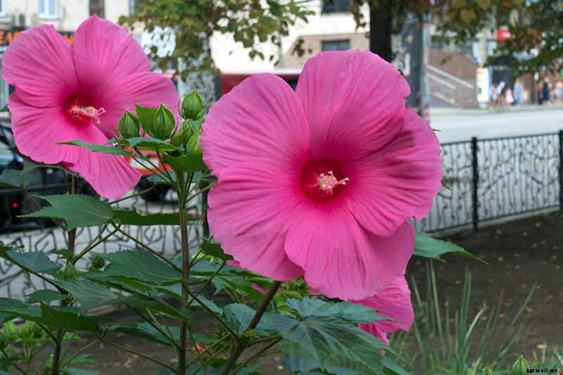 How to Grow and Care for Hardy Hibiscus
