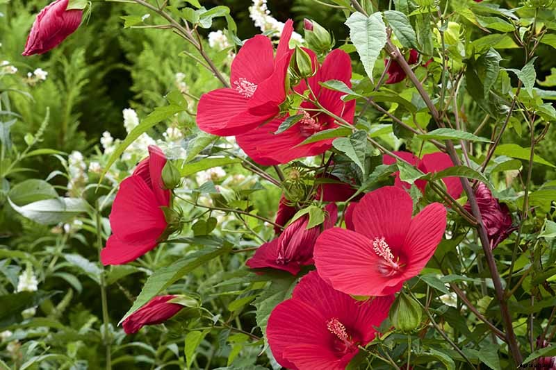 How to Grow and Care for Hardy Hibiscus