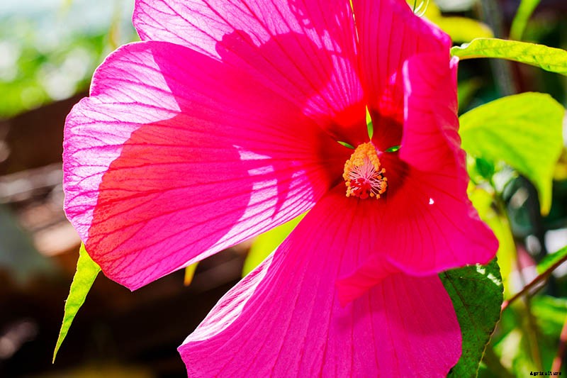 How to Grow and Care for Hardy Hibiscus