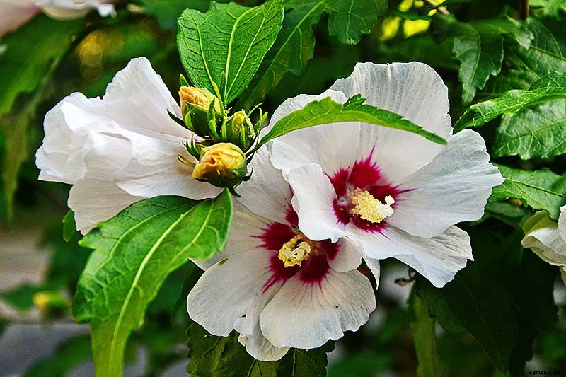 How to Grow and Care for Hardy Hibiscus