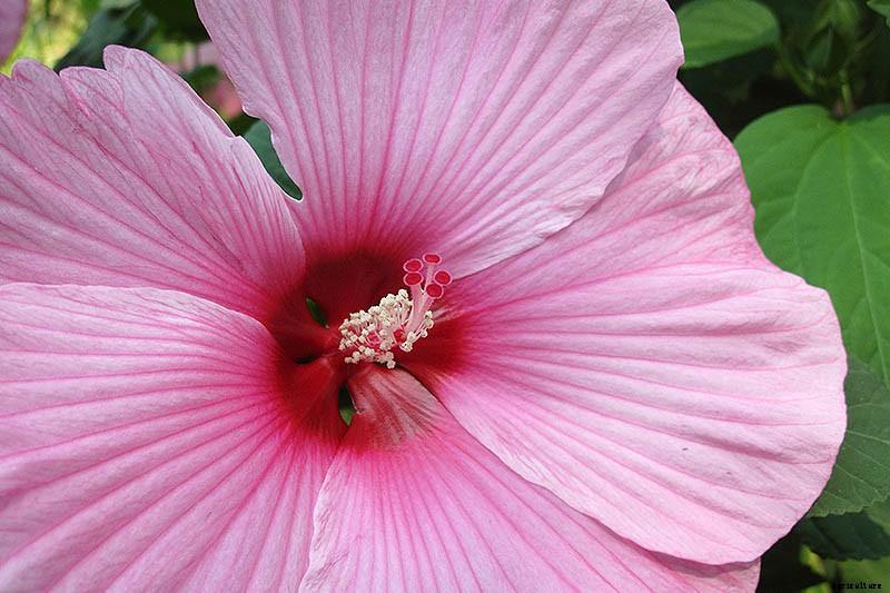 How to Grow and Care for Hardy Hibiscus