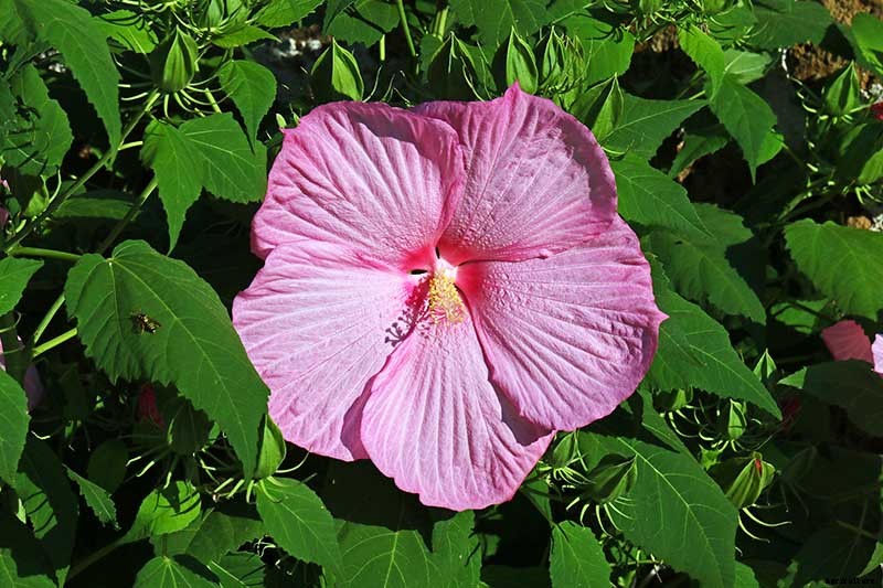 How to Grow and Care for Hardy Hibiscus