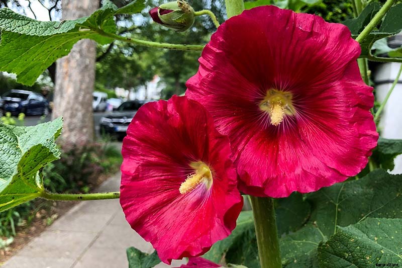 How to Grow and Care for Hardy Hibiscus