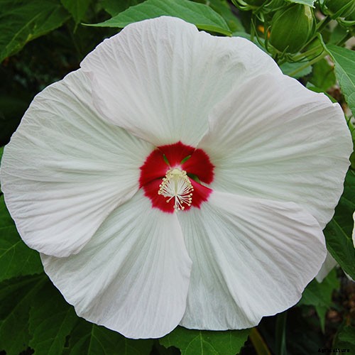 How to Grow and Care for Hardy Hibiscus