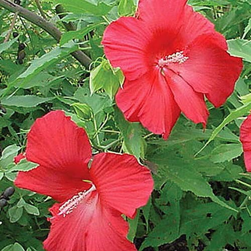 How to Grow and Care for Hardy Hibiscus