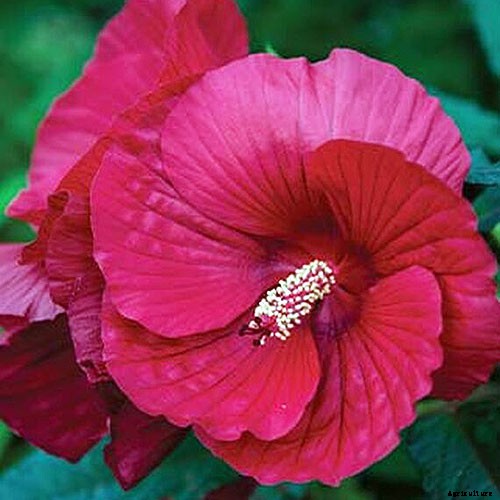 How to Grow and Care for Hardy Hibiscus