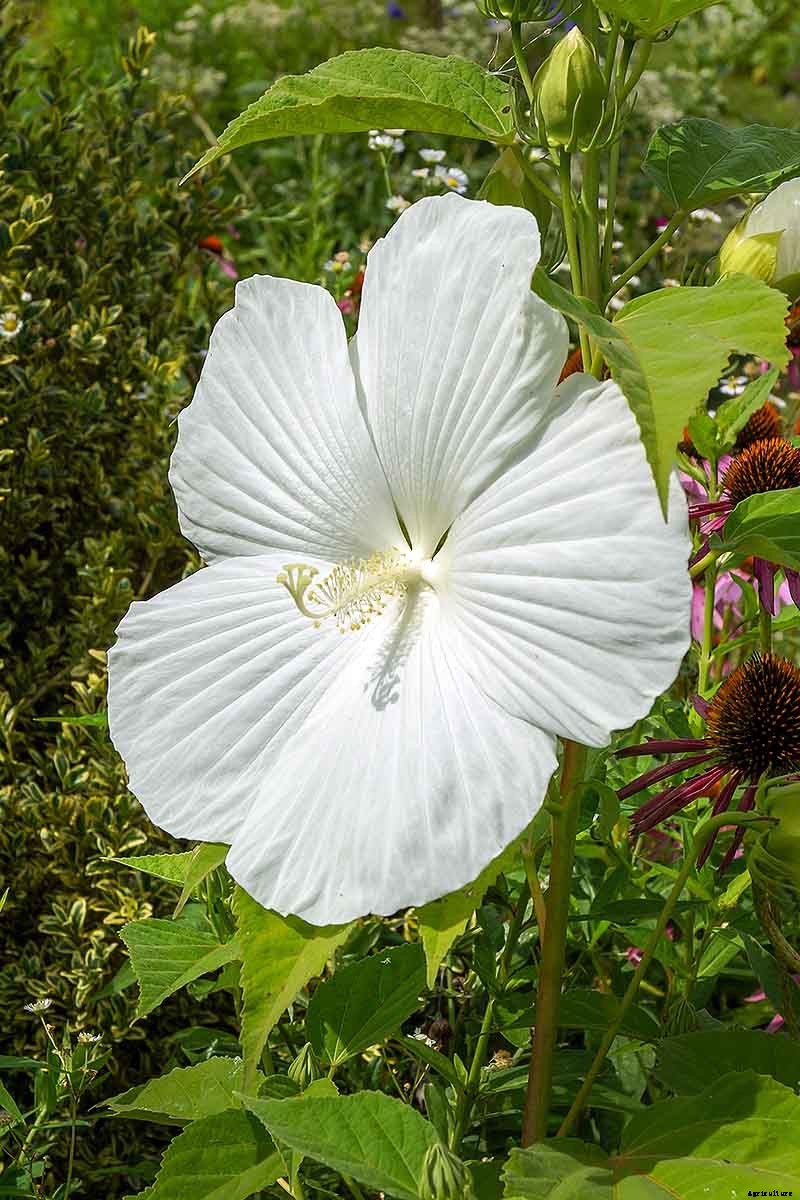 How to Grow and Care for Hardy Hibiscus