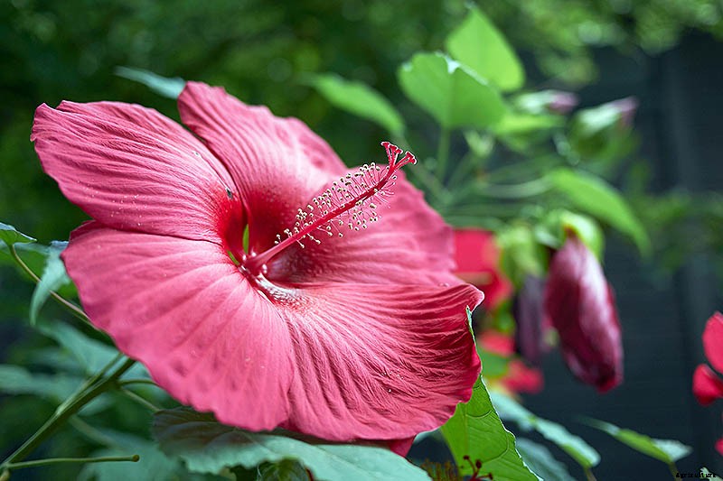 How to Grow and Care for Hardy Hibiscus