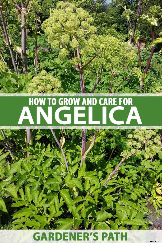 How to Grow and Care for Angelica