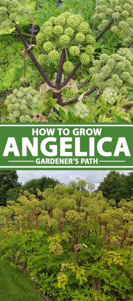 How to Grow and Care for Angelica
