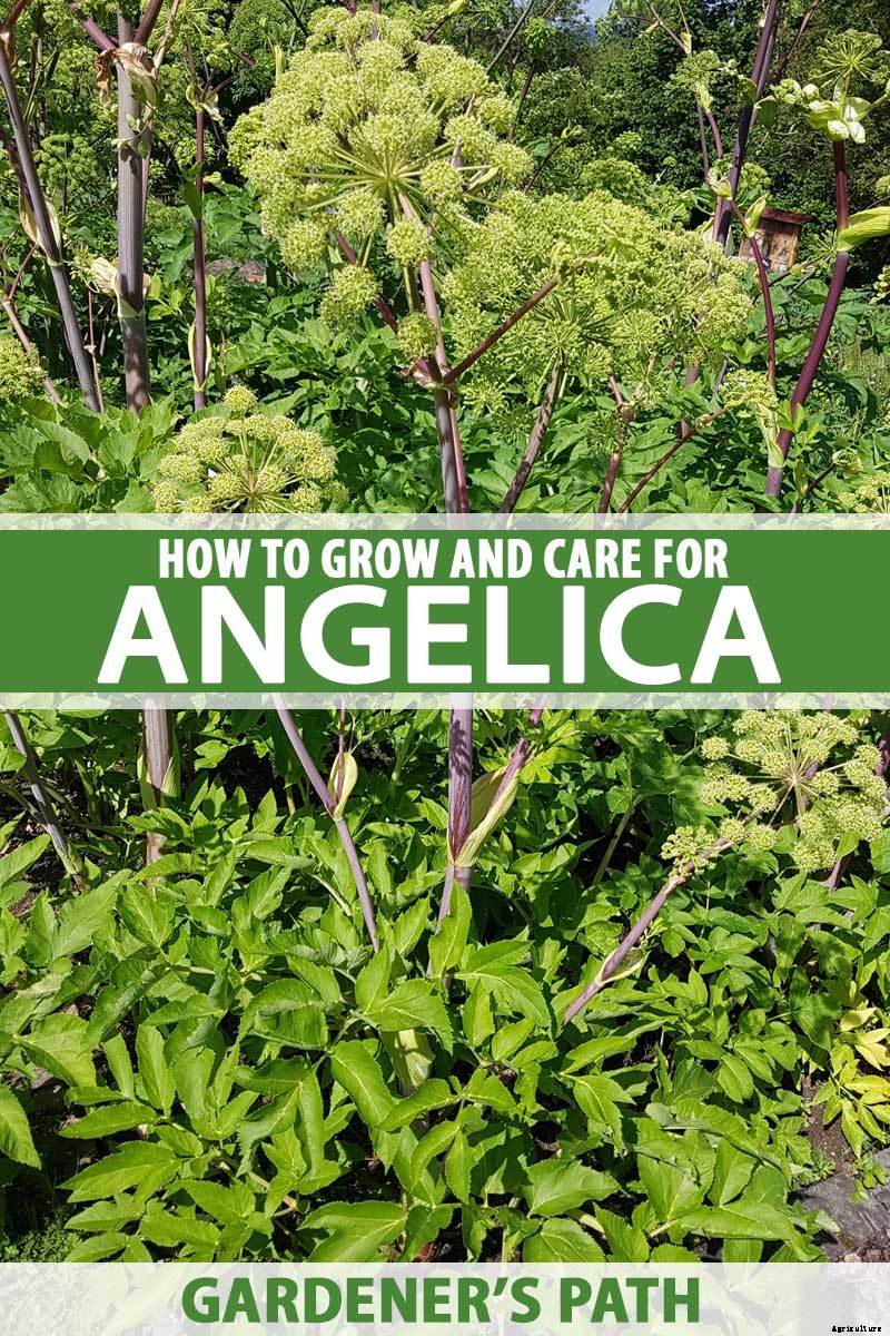 How to Grow and Care for Angelica