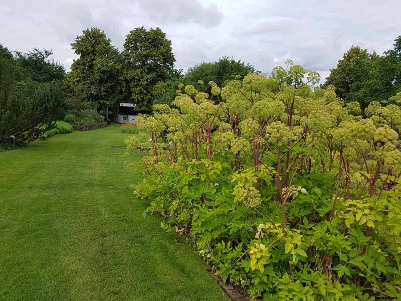 How to Grow and Care for Angelica