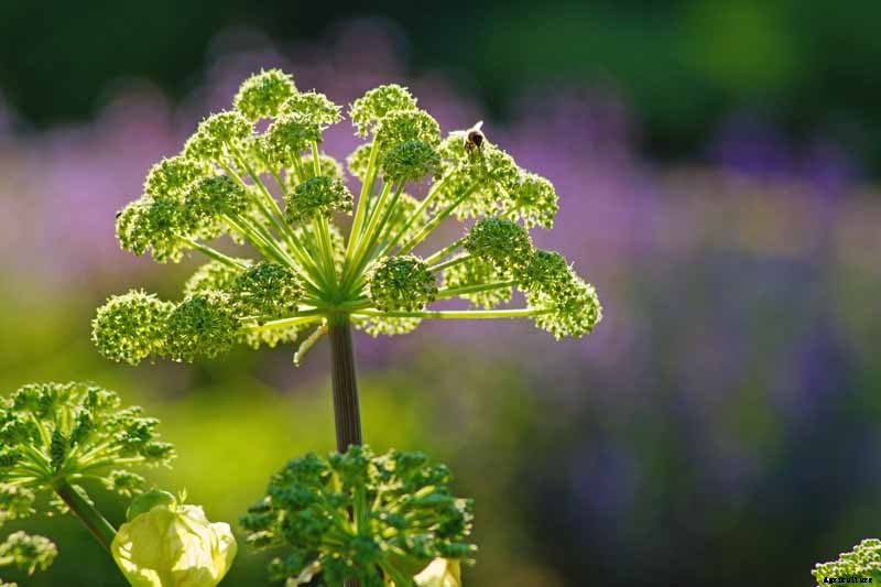 How to Grow and Care for Angelica