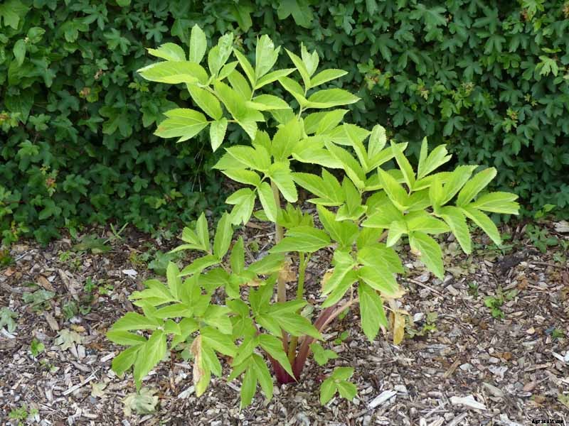 How to Grow and Care for Angelica