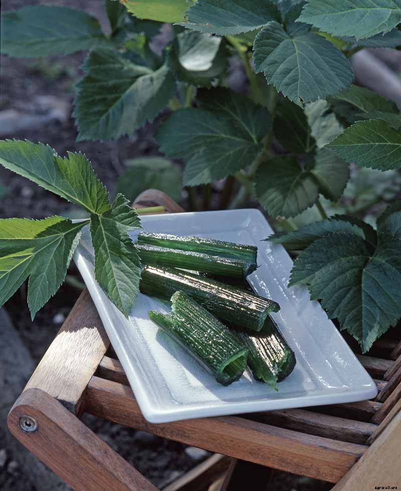 How to Grow and Care for Angelica