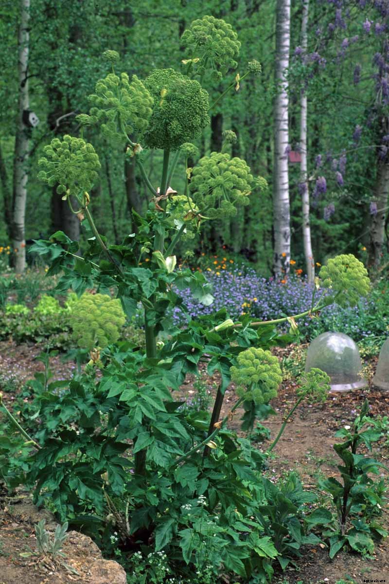 How to Grow and Care for Angelica