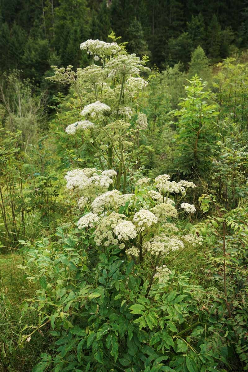 How to Grow and Care for Angelica