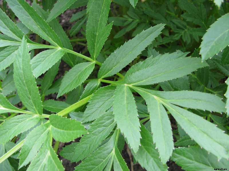 How to Grow and Care for Angelica