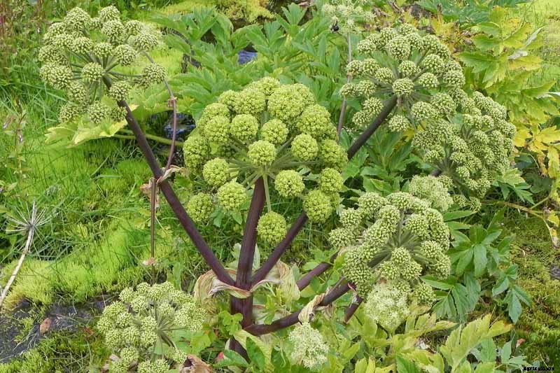 How to Grow and Care for Angelica