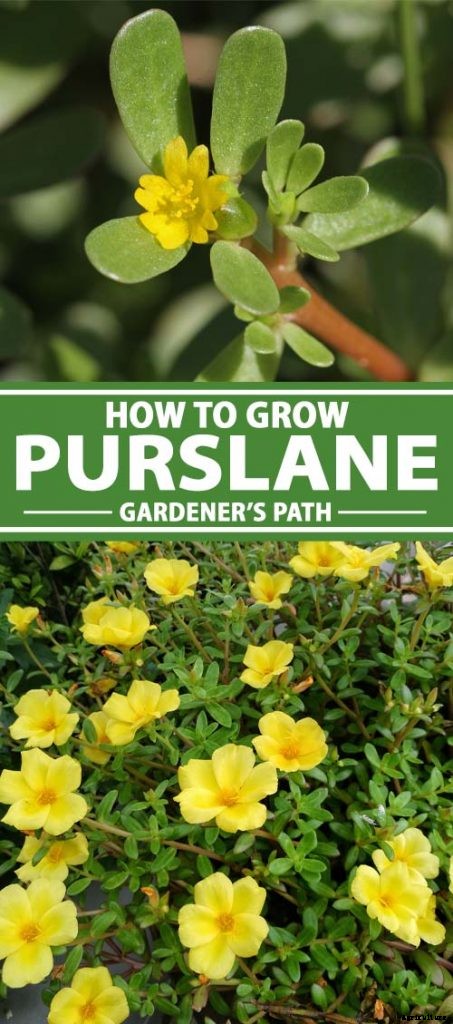 How to Plant and Grow Purslane
